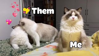Me On Valentine's Day 🐱🐶 - Funny Cats And Dogs Video 2020 - Pets Globe