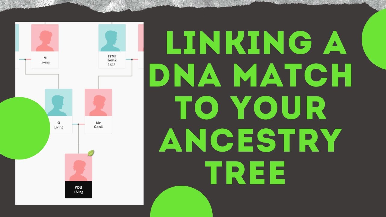 How To Link A DNA Match To Your Ancestry Tree - YouTube