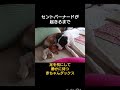 【超大型犬】nanaのお昼寝中💤 いぬ セントバーナード shorts ミニチュアダックスフンド shorts