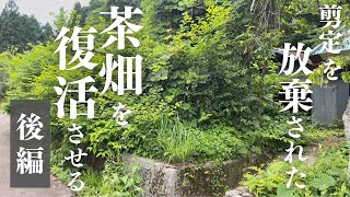 【雑草に支配された茶畑】ジャングル化した茶畑を復活させる-後編-#23