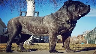 Meet The World’s Biggest Puppy Bred To Replicate Extinct Ancient Dog— Weighs A Whopping 12 Stone