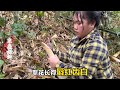 中国小伙阿宝在越南：明明是亿万富翁却装穷，去大山里砍竹笋