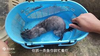 暴雨之后宠物貂小溪捕鱼，偶遇一条鲤鱼能抓住吗？