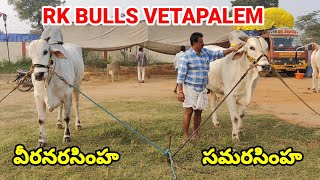 RK BULLS అత్తోట శిరీష చౌదరి శివ కృష్ణ చౌదరి గారు వేటపాలెం గ్రామం చండూరు మండలం బాపట్ల జిల్లా