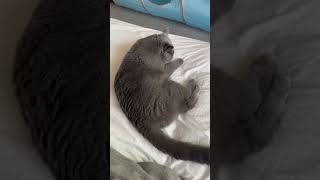 【猫】お布団が気持ち良すぎたししゃもさん #shorts #cat #ねこ #ねこ