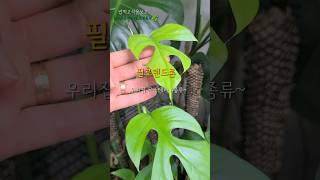 습도높으면좋아하는식물#열대식물 #필로덴드론#philodendron #반음지식물#plants#식물집사#가드닝