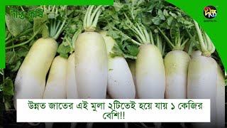 #deeptokrishi_c  | উন্নত জাতের এই মুলা ২টিতেই হয়ে যায় ১ কেজির বেশি!! | DeeptoTV