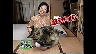 【でぶ猫まくら】でぶ猫由来の天然脂肪が快眠をサポート！肩こりにも効く！