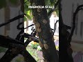 Magnolia scale in central Ohio #arborist #treework #arboriculture #shorts