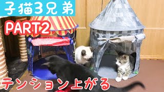 子猫3兄弟が初めてのキャットテントにテンション上がるPART2