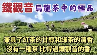 【老編阿胖】【鐵觀音】烏龍茶中的極品