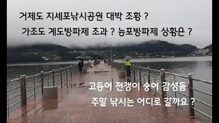 23년 9월2일 지세포 낚시공원 가조도 능포방파제 대박 조황은 어디 ?