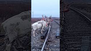 Nomads arctic reindeer herders #nomadsofthefarnorthofyamal