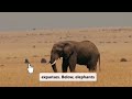 a majestic encounter vultures and elephants in the wild