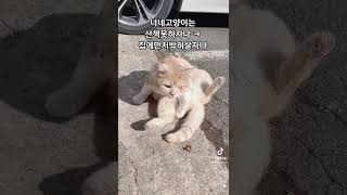 너네고양이집안에서학대하지마