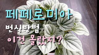 [켈리식물원Good Life] 페페로미아 번식방법/ 2- 3주후에 볼께요. Peperomia silver ripple/Peperomia Care \u0026 How To Propagate!