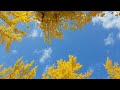 Japanese Autumn in Manabi no Mori Park- Japan Travel - JV GO #Shorts