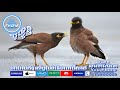 សំលេងសារិកាកែវគោ​​ រឺក៏រីក​ common myna