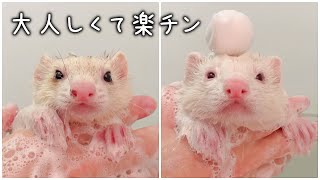 A ferret taking a bath quietly and cooperatively