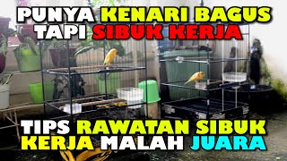 TIPS RAWATAN BURUNG KENARI YANG SIBUK KERJA | PASTI GACOR