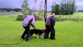 German Shepherd KNPV Fedor vd Seven Bridges Road