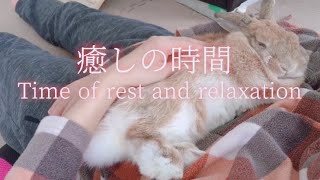 うさぎが懐くとこんなこともできる！飼い主のお腹の上でリラックスして寝る可愛いうさぎ【Rabbit relaxing on the owner's belly】