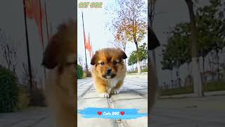 cute little puppy video and dog video animal sound puppy playing with dog video #puppy #shorts #542