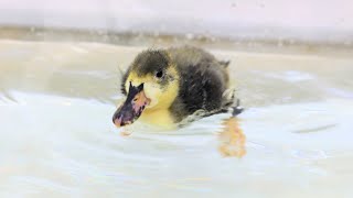 A duck bathing for the first time