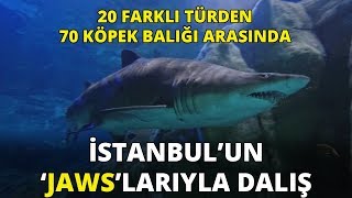 20 farklı türden 70 köpek balığı: İstanbul'un Jaws'ları ile dalış keyfi