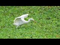 2015 10 23 24白鷺鷥池塘覓食生態