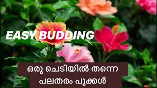 ഒരു ചെടിയിൽ തന്നെ വിവിധതരം പൂക്കൽ;ബഡിങ് വളരെ ഈസിയായി ചെയ്യാം|മലയാളം