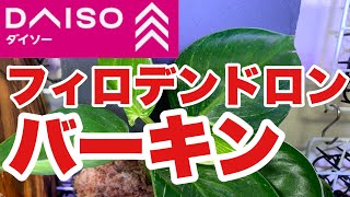 100均ダイソーの税抜300円観葉植物/フィロデンドロン バーキンみっけた‼️/税抜200円の石製のお皿にくっ付けました。