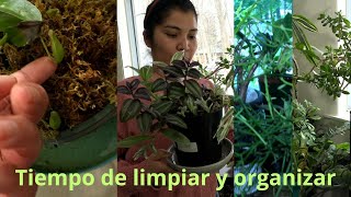 It's time to clean and organize plants...