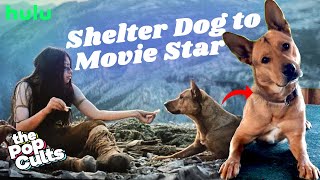 Story of Sarii, A Shelter Dog who acted in Prey Movie 2022 Prey Review