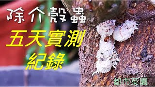 【都市菜園】用廚房用品自製除蟲劑｜除介殼蟲五天實測