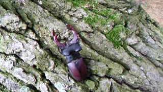 stag-beetle