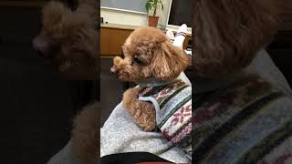 動画撮影にしょうがなく付き合ってくれてるあほ犬 にこすけ