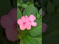 ചൈനീസ് ബാൽസം chinese balsam plant balsam flower pink my little heaven