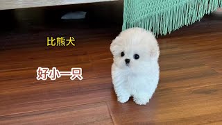 可爱的比熊犬冷知识，这估计是最可爱的狗狗了吧#萌宠出道计划