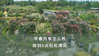 【海媽園藝課堂42】早春月季怎麼養？做到5點輕鬆爆花 | 5 Tips for Taking Care of Roses in Early Spring