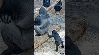 Adorable Gorilla Son \u0026 Dad: A Heartwarming Bond