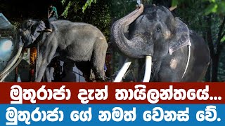 Muthu Raja or Sak Surin Tusker elephant flown to Thailand/මුතුරාජා සක් සූරින් ඇතා ගැන අලුත්ම තොරතුරු