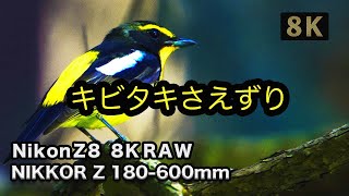 【キビタキ 鳴き声】さえずり、Nikon Z8で野鳥撮影、8k映像。近くに来てくれました。