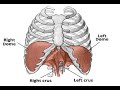 Two Minutes of Anatomy: Diaphragm