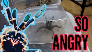 ANGRY spider is ANGRY! Pterinochilus murinus looses his mind!