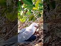 black winged kite bird looks strangely happy and ready to flee from the nest 3