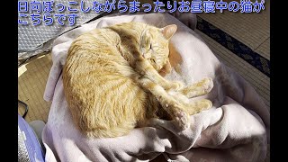 【茶トラ】まったりお昼寝てつくん　Here is a cat taking a nap while basking in the sun