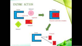 IGCSE BIOLOGY REVISION - [Syllabus 5] Enzymes