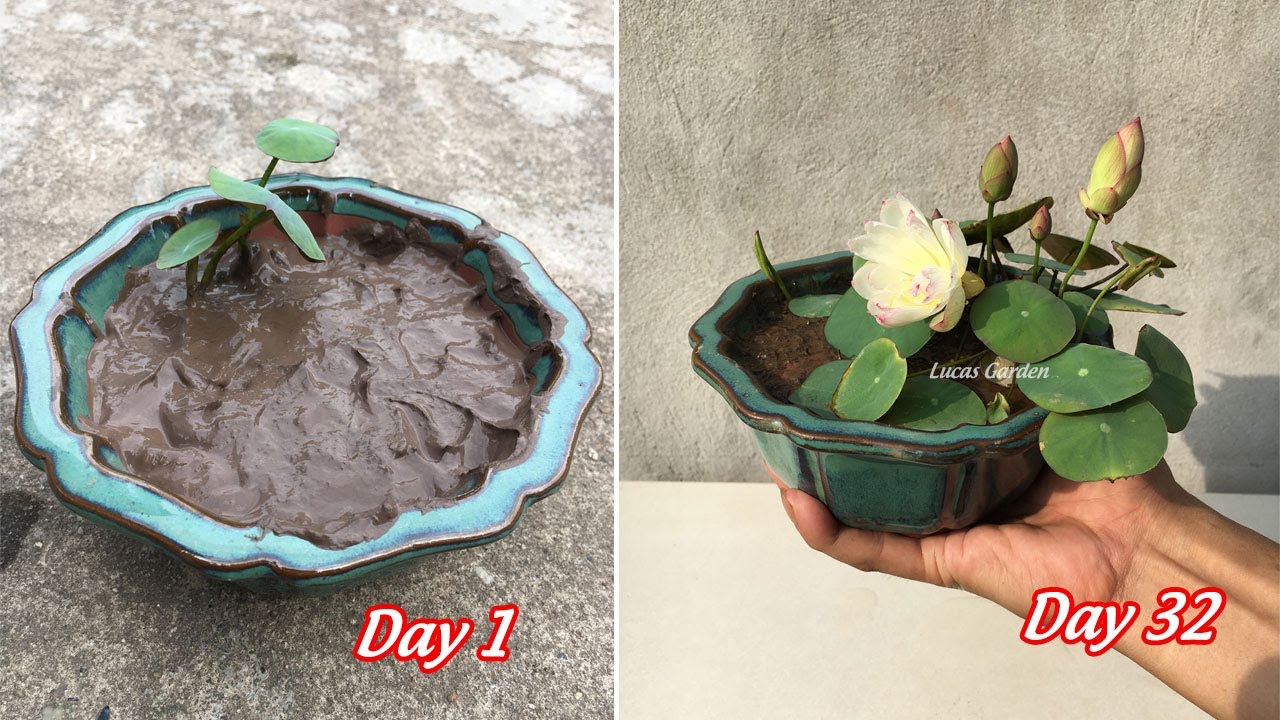 How To Grow Super Mini Lotus In A Small Pot, Bloom After 32 Days, Full ...