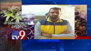 Techie secretly grows Ganjai at home ! - TV9